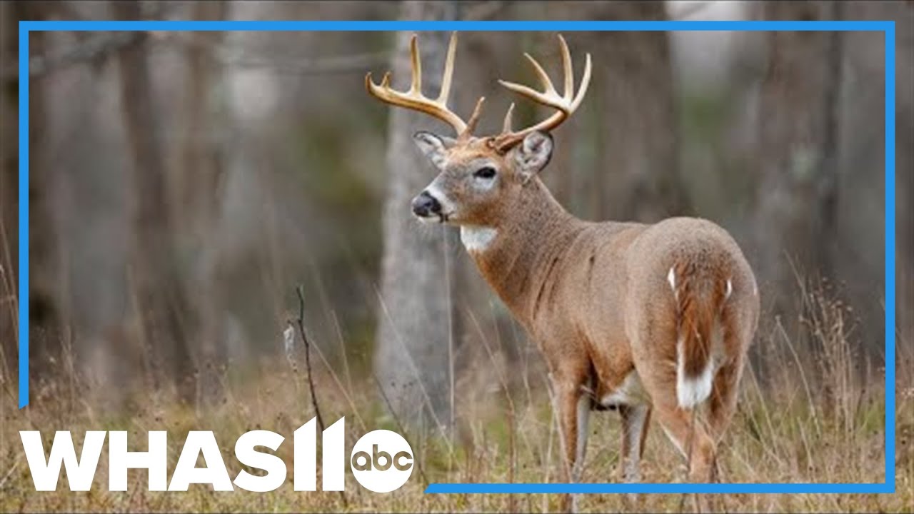 Six face 100+ charges in Kentucky poaching ring investigation