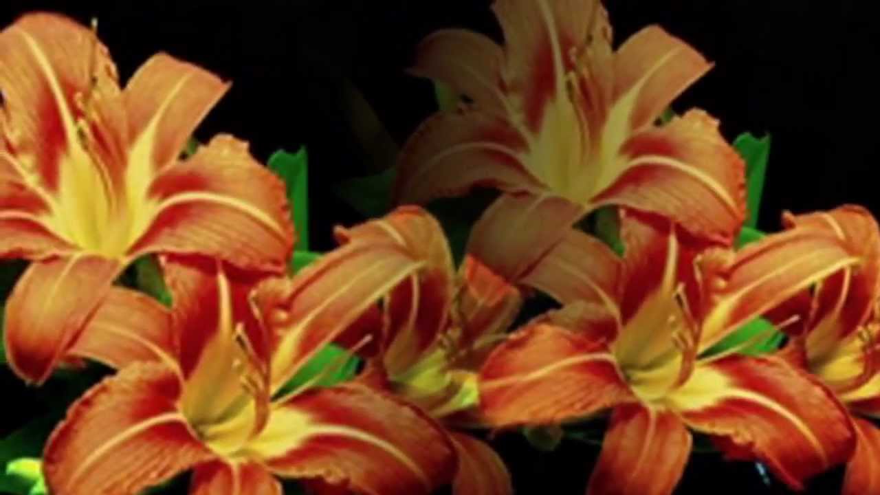 蘇打綠 Sodagreen Su Da Lu-Wu Mian 無眠