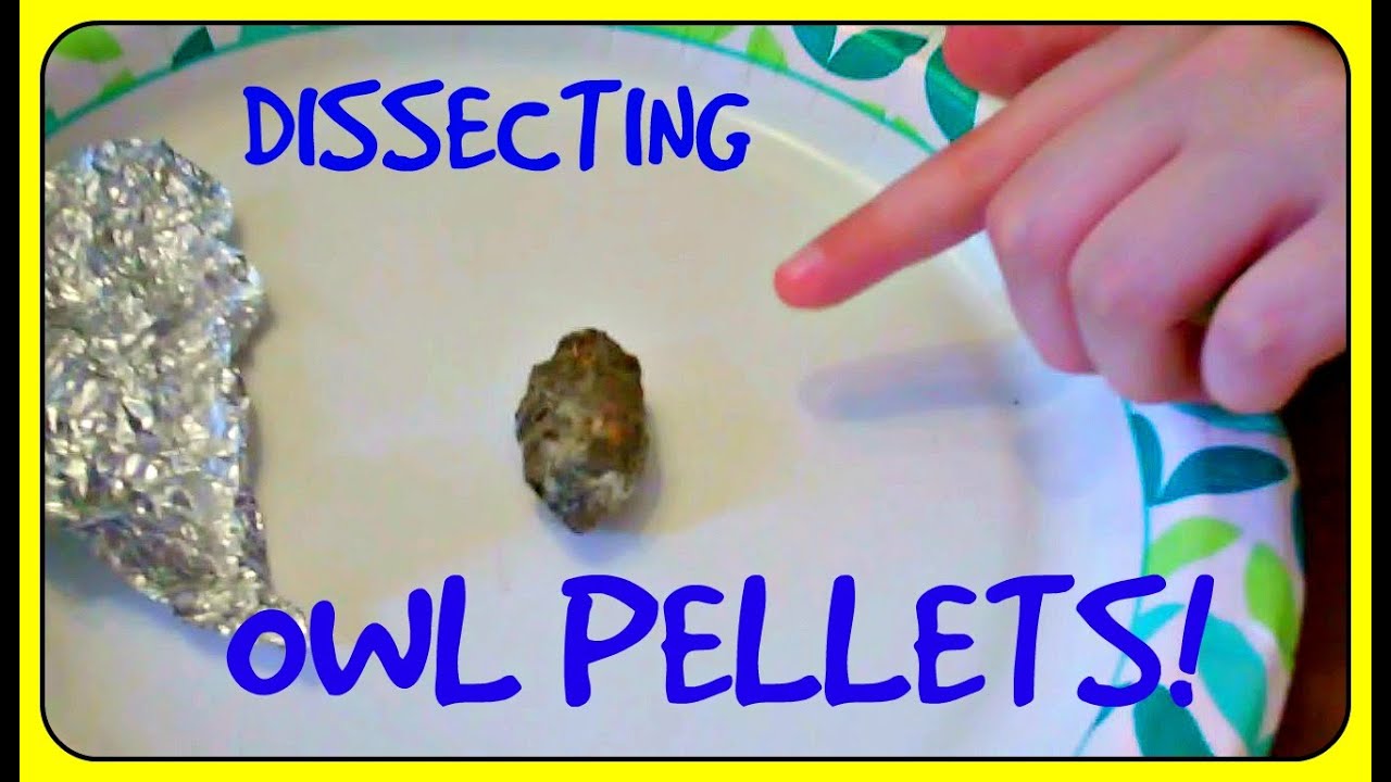 Dissecting Owl Pellets!