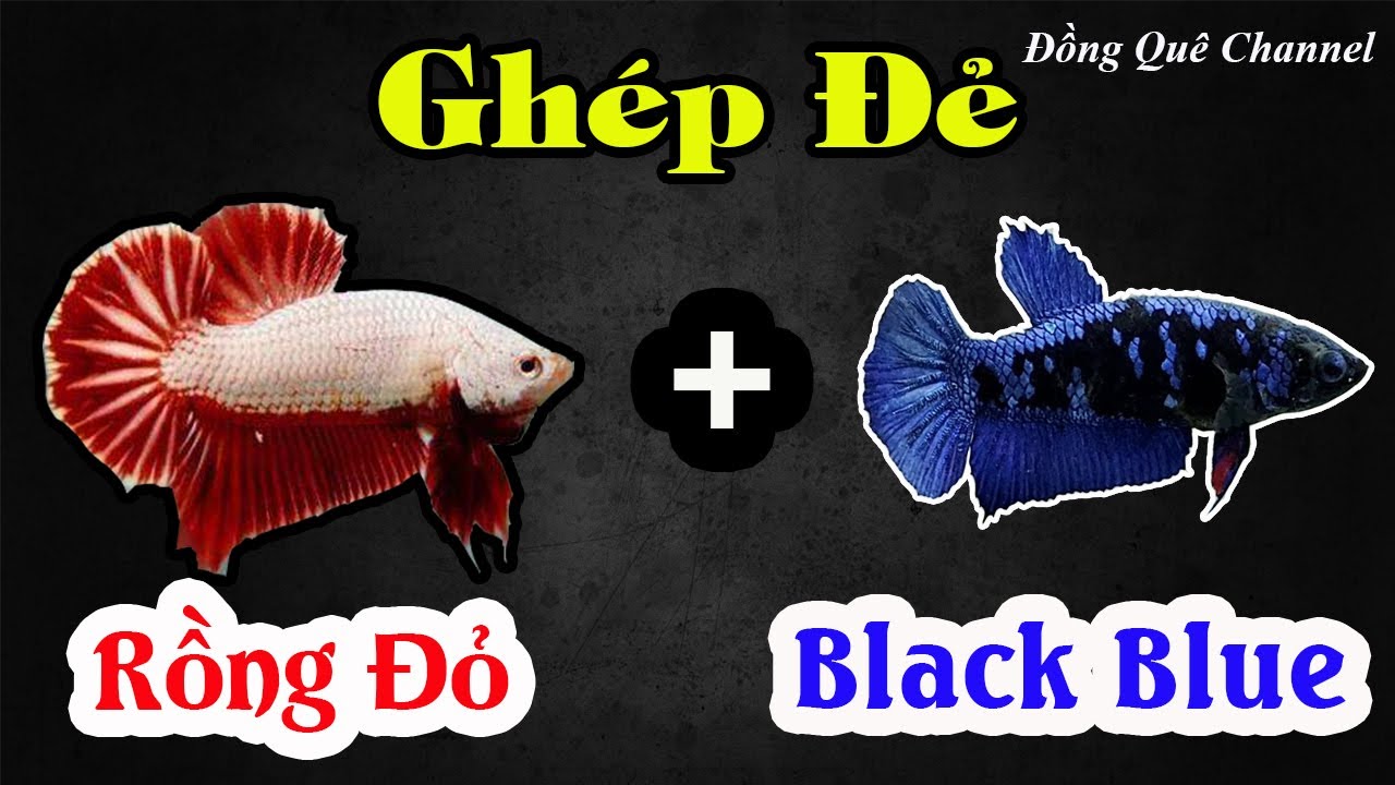Thử Ghép Đẻ Cá Betta RỒNG ĐỎ Và BLACK BLUE GALAXY -  Cập Nhật Bầy Cá Đã Lai Tạo┃Đồng Quê Channel