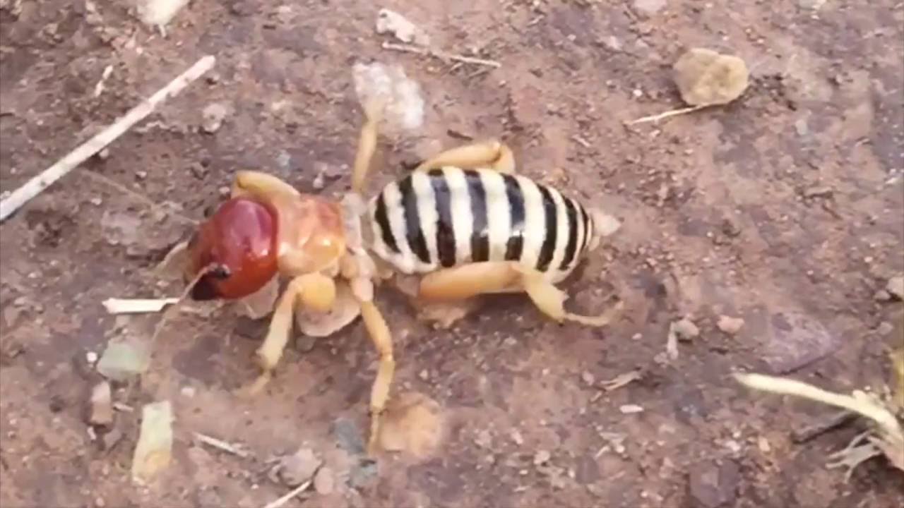 Killer Potato Bug Attack