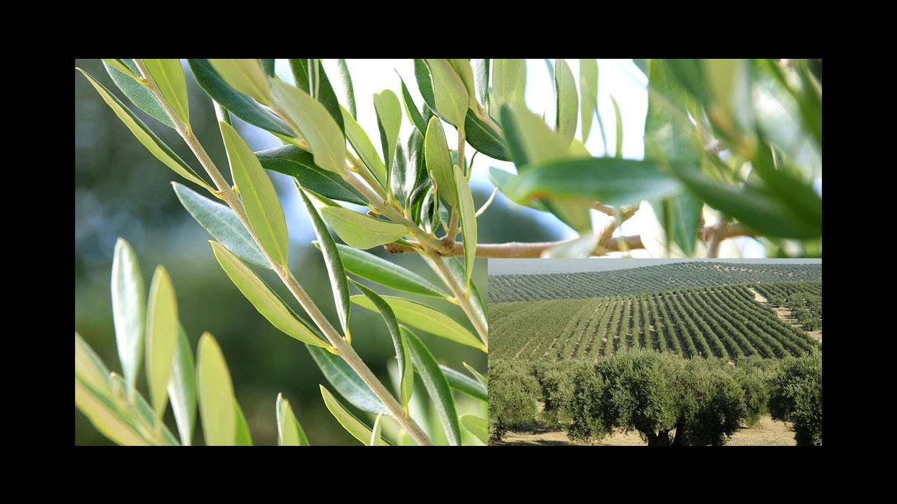 《自然療法與你》- EP478 - 橄欖葉精華的廣泛用途