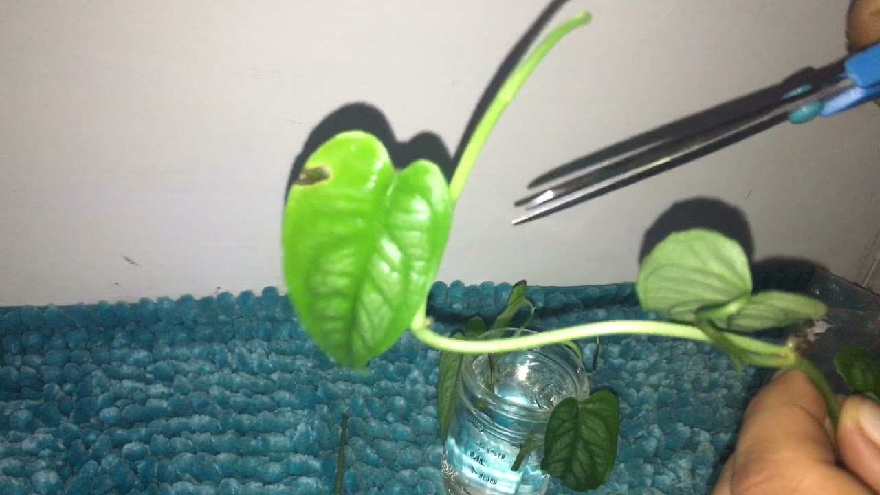 Propagations Monstera Siltepecana