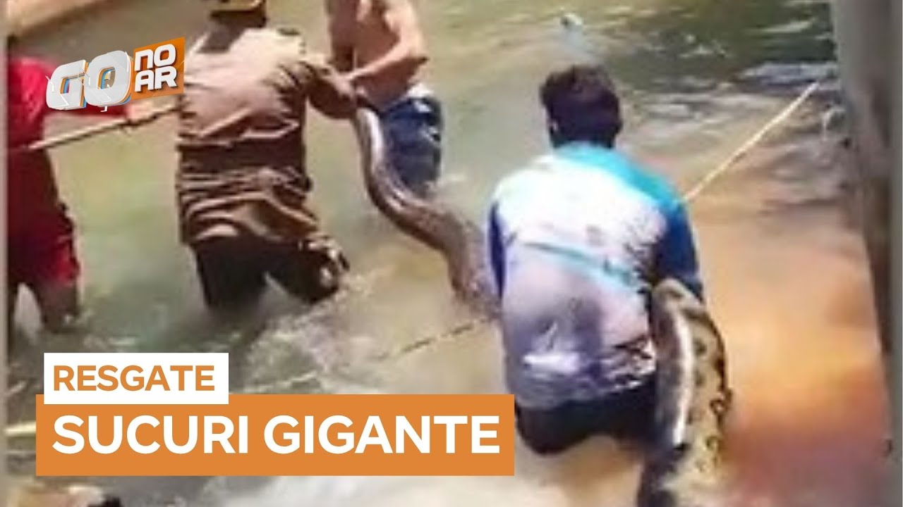 Sucuri gigante &eacute; retirada de &aacute;rea de banho em Rio Quente (GO)