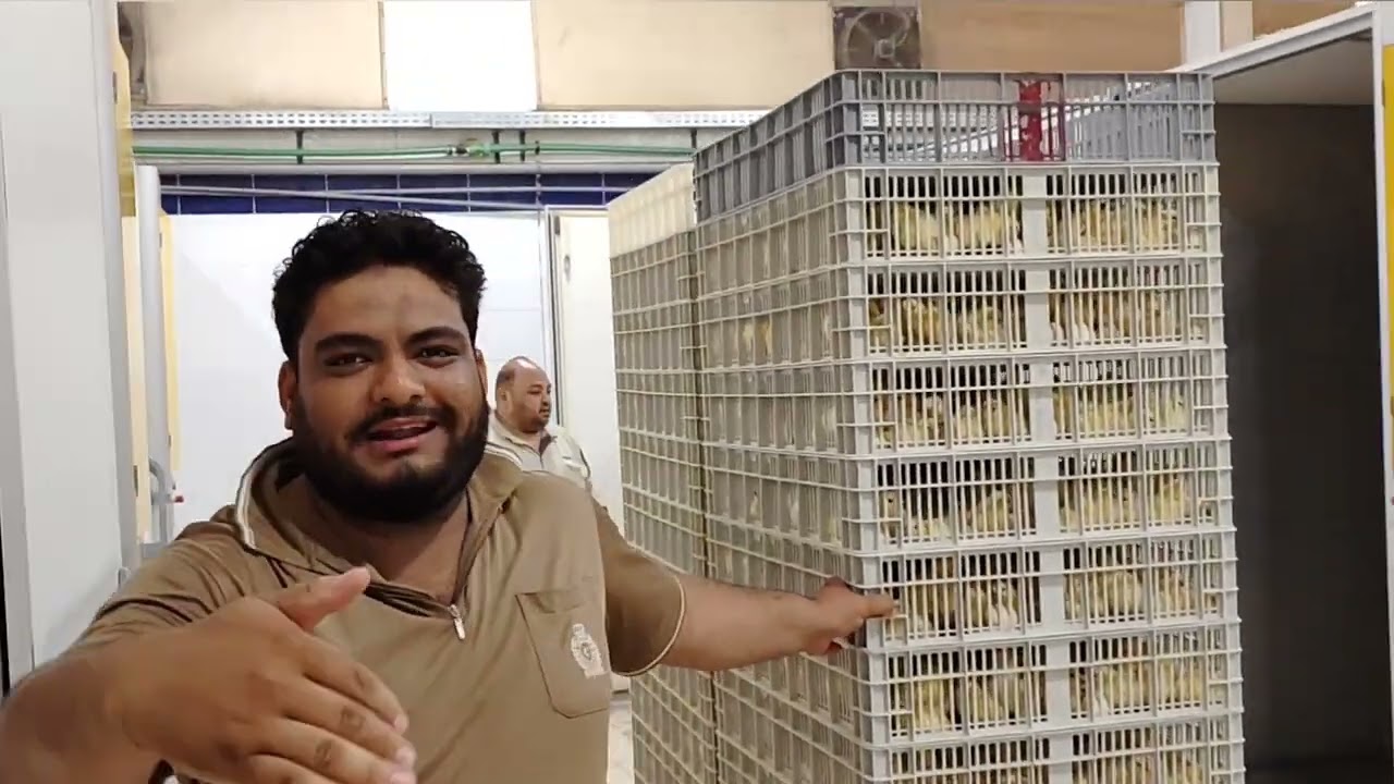 افضل كتكوت فى السوق روص