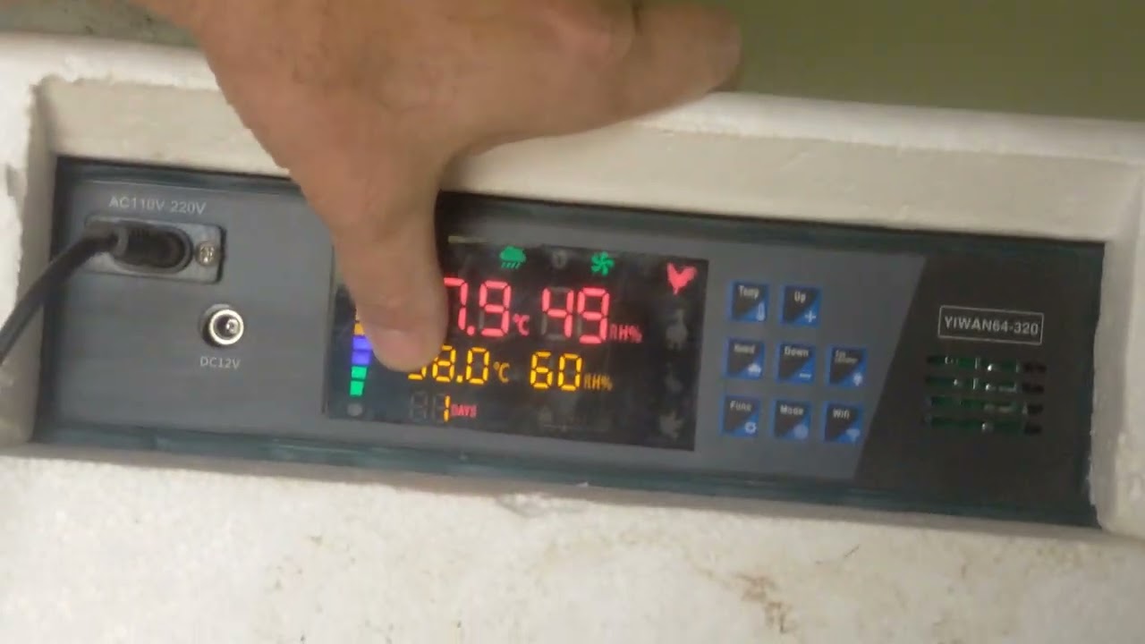 وضع البيض في الفقاسة