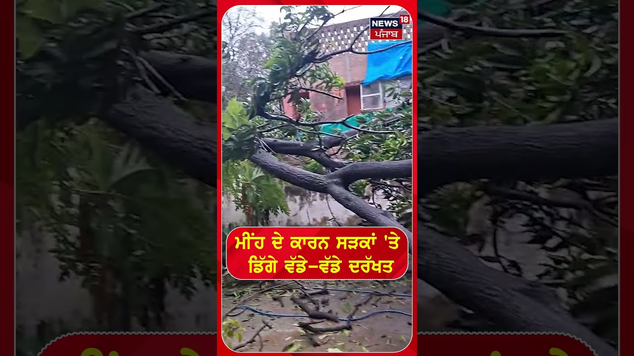 Heavy Rain In Chandigarh | ਮੀਂਹ ਦੇ ਕਾਰਨ ਸੜਕਾਂ 'ਤੇ ਡਿੱਗੇ ਵੱਡੇ-ਵੱਡੇ ਦਰੱਖਤ | 