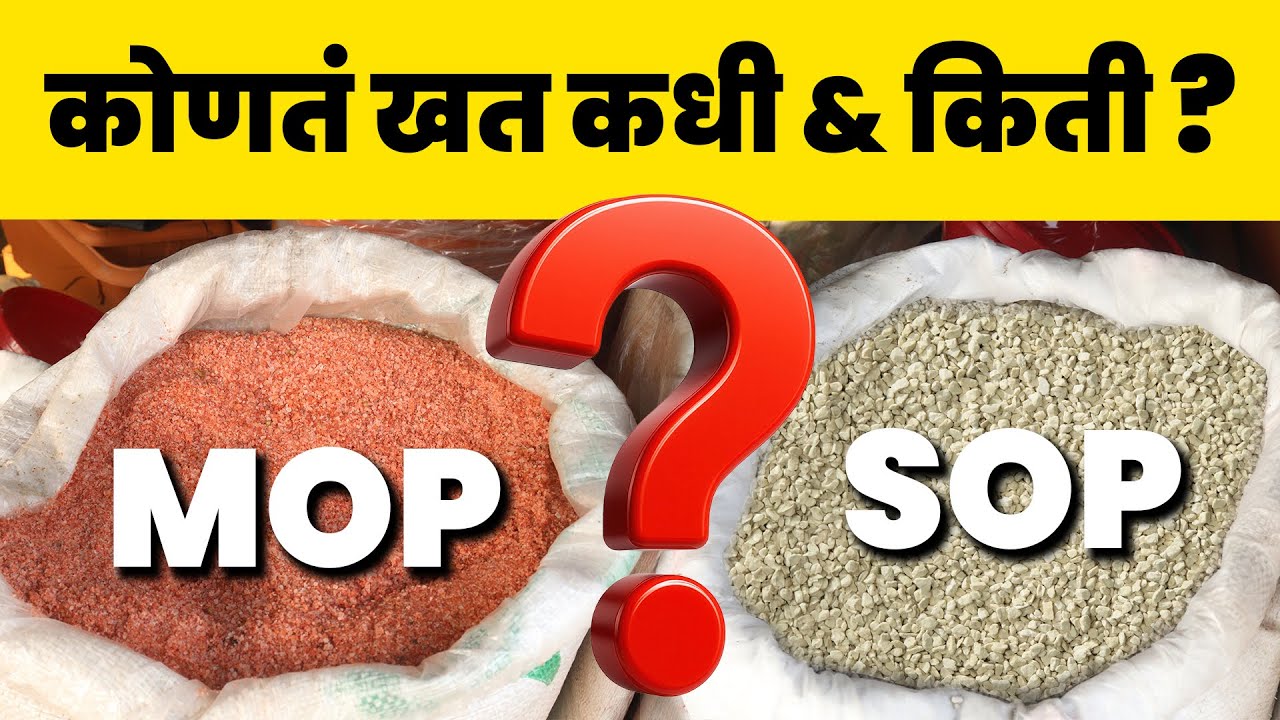 पिकानुसार MOP आणि SOP वापरण्याचं खरं गणित! Sulphate of Potash and Muriate of Potassium agrostar