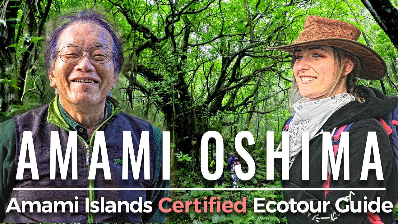 Eco tourism in Amami Oshima Island English subtitles 奄美大島 不思議な巨木 ハイキング英語字幕