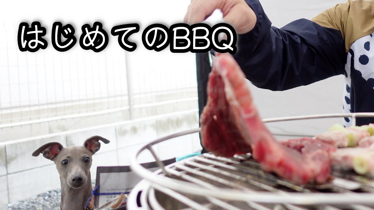 お肉が大好きすぎる犬とBBQしました。~イタリアングレーハウンド~