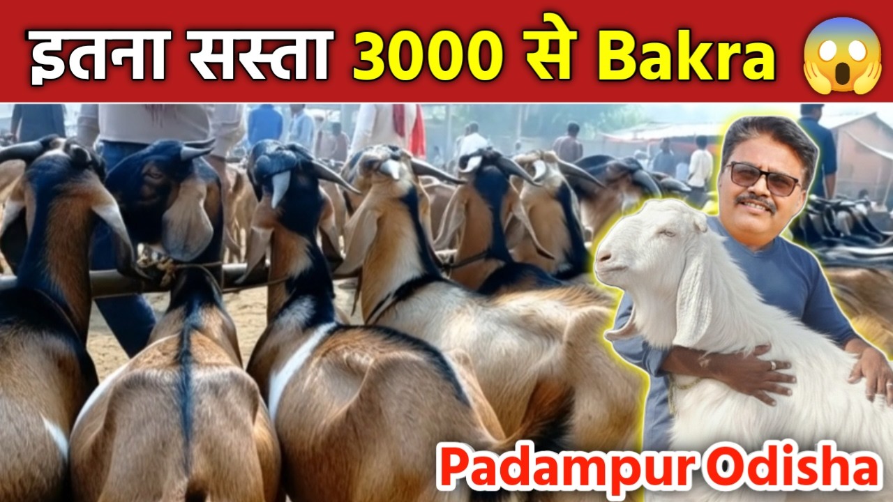 सबसे सस्ता Bakra Today 🐐