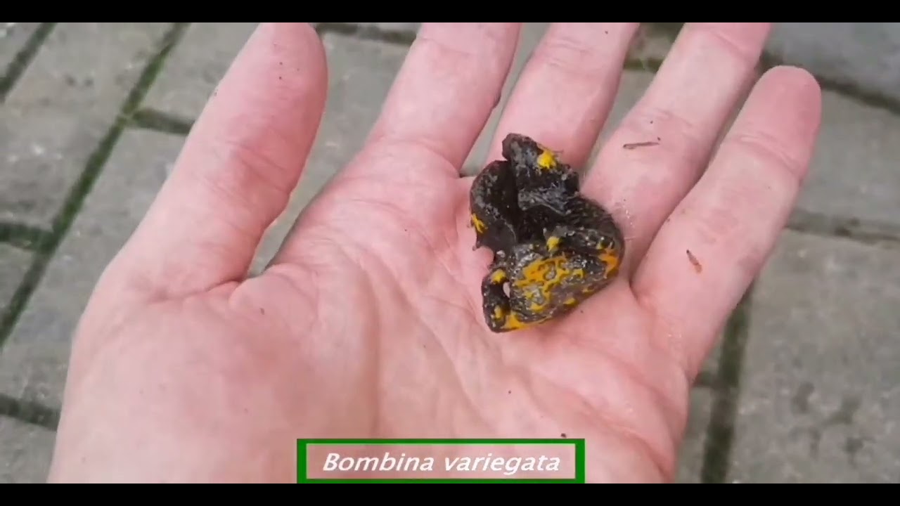 Un sapo que avisa y no es traidor: Bombina variegata