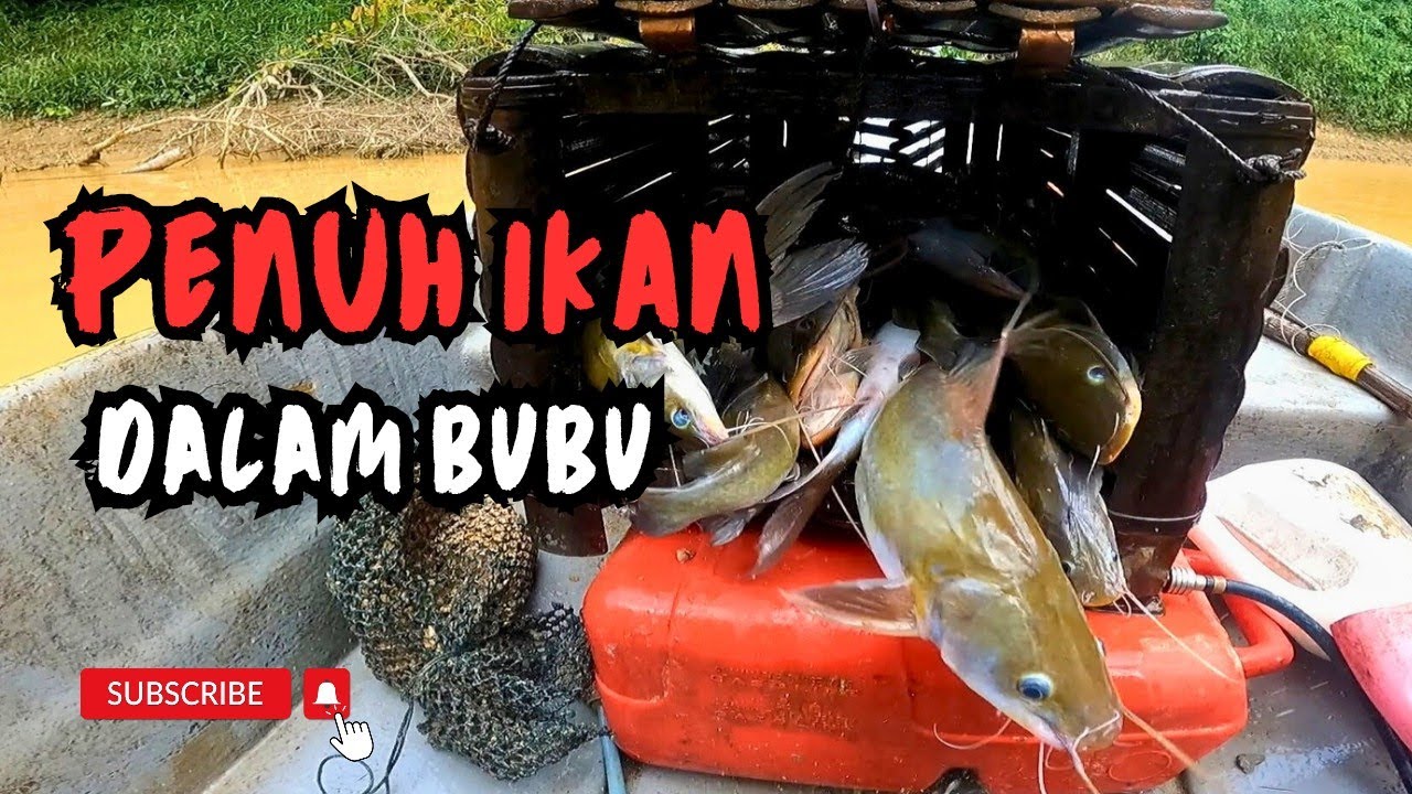 REZEKI BUBU IKAN BAUNG #vlog184 #unlimitedhobby #unlimitedfishing 