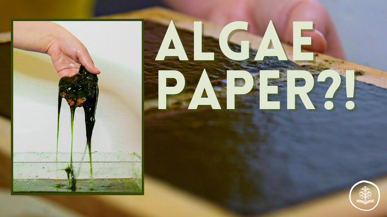 Turning ALGAE into paper?! | Will it paper #4