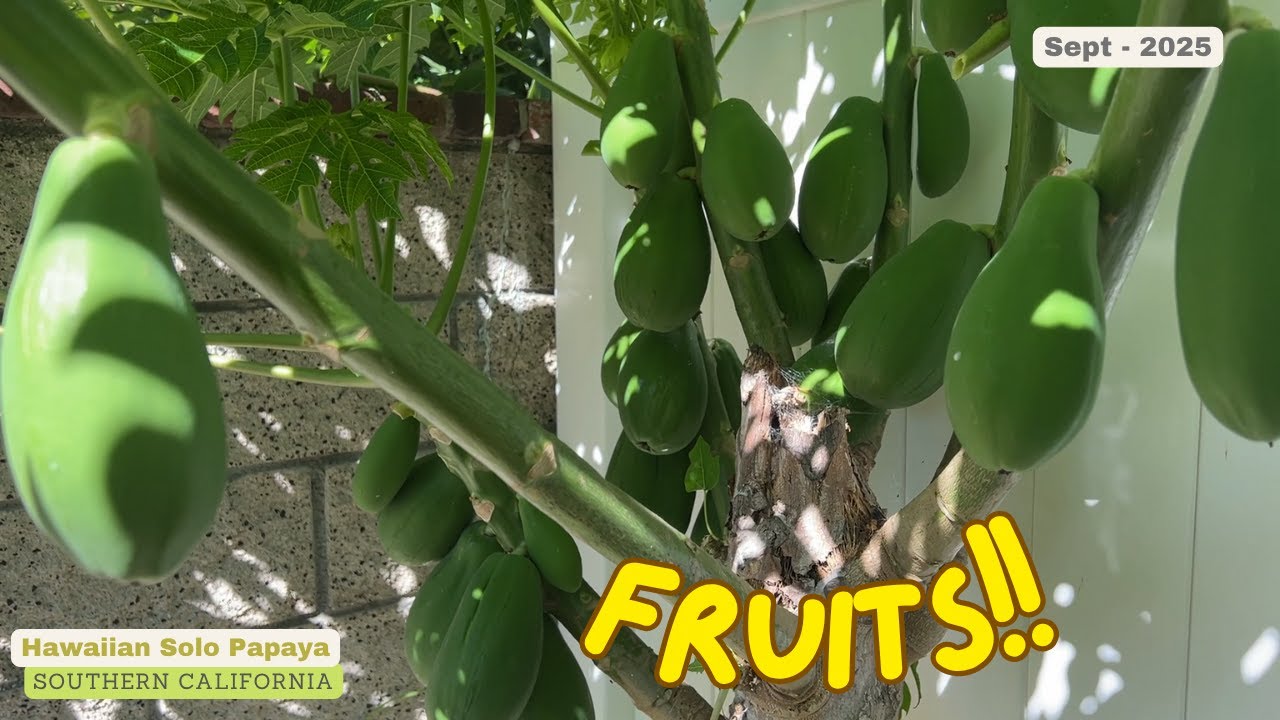 Hawaiian Solo Papaya — Big Fruits — сентябрь 2025 г. (Costco)