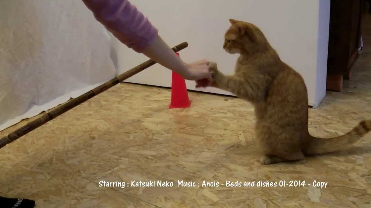 Médiation animale : apprentissages chez le chat