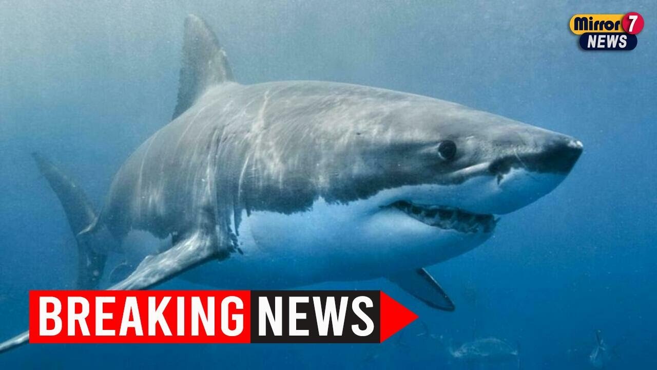Shark Attack at Beachport: A Terrifying Encounter