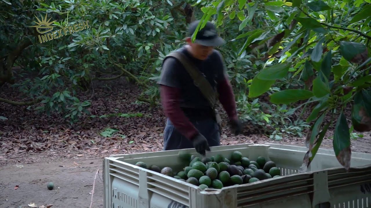 Index Fresh at an Avocado Grove