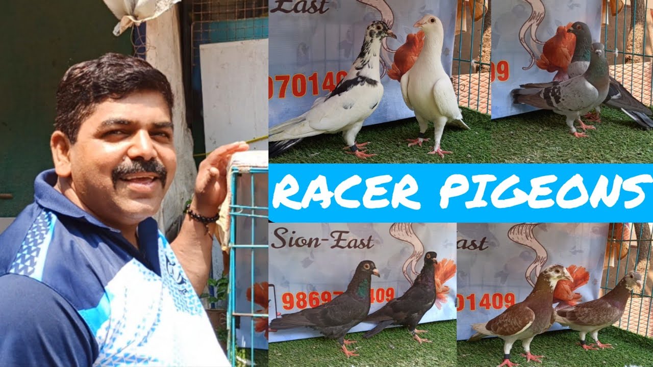 SALE - RACER PIGEON | H.B. PIGEON LOFT ( SION, MUMBAI )