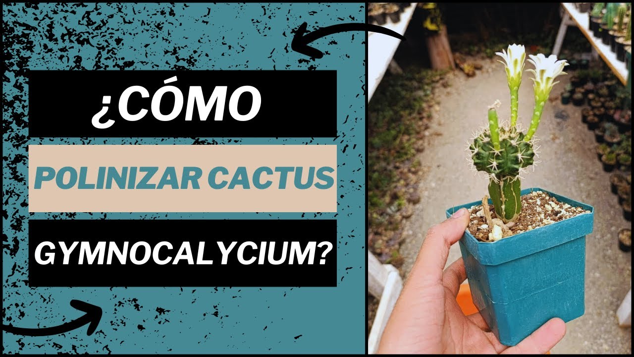 ¿Cómo polinizar CACTUS Gymnocalycium?