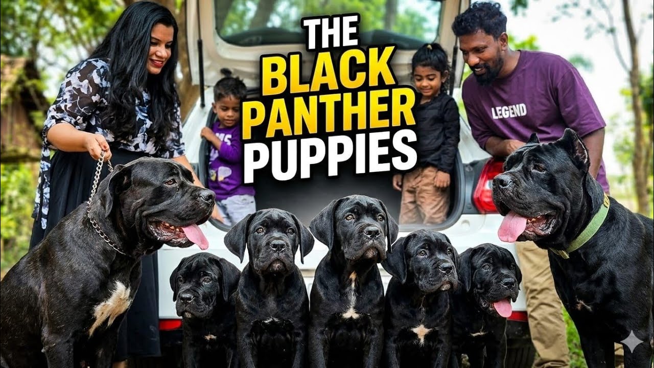 Cane corso puppy's available kerala  contact Vinod +919947782952