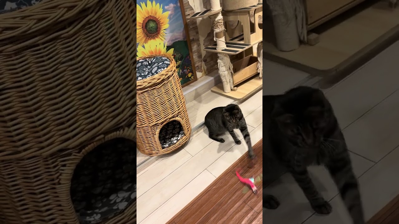 2026.2.3西区保護猫カフェ