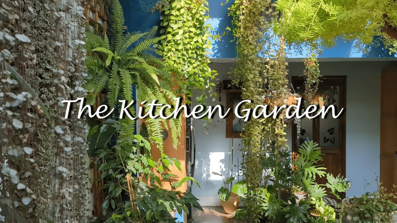 'Ond's' inner Kitchen garden. Bring Ferns, Colocasia's, Philodendrons, and Monstera's home.