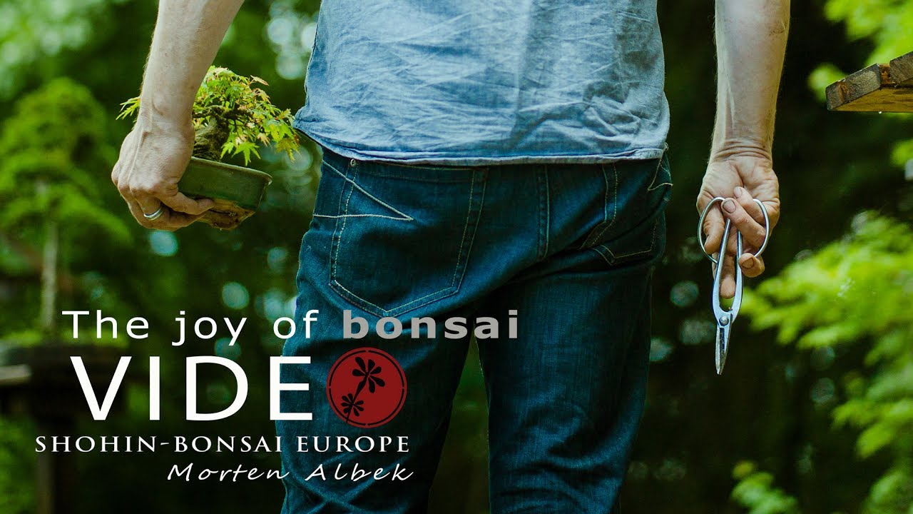 The joy of bonsai