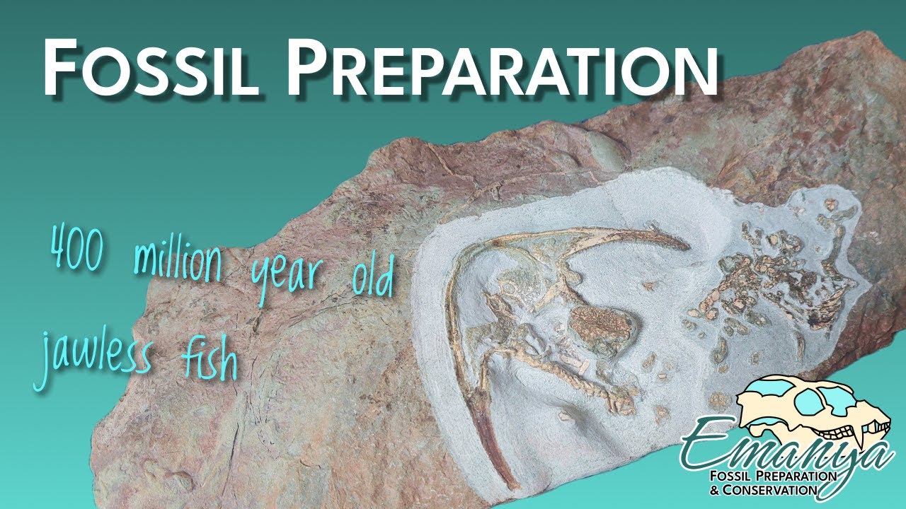 Fossil Preparation at Emanya | Devonian Jawless Fish (Osteostracan)