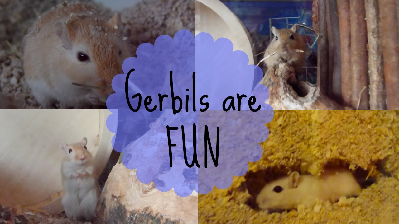 Gerbils Having Fun
