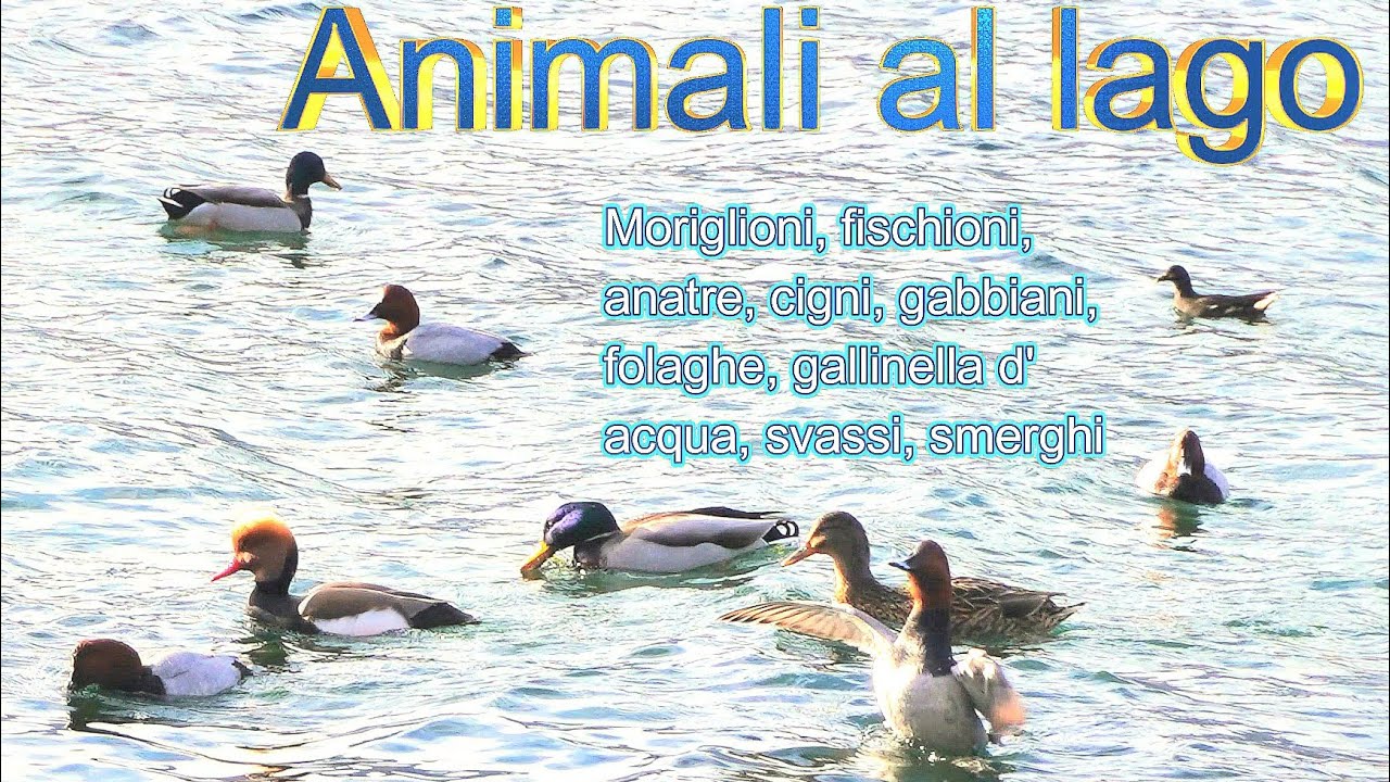 Animali al LAGO 🦢🦆🦢🦆🦢🦆🦆🦆