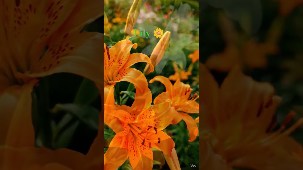 lily flower 🌼 
