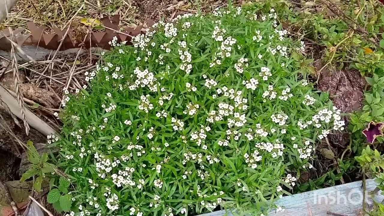 Запрошую Вас прогулятися моїм #осіннім_садом