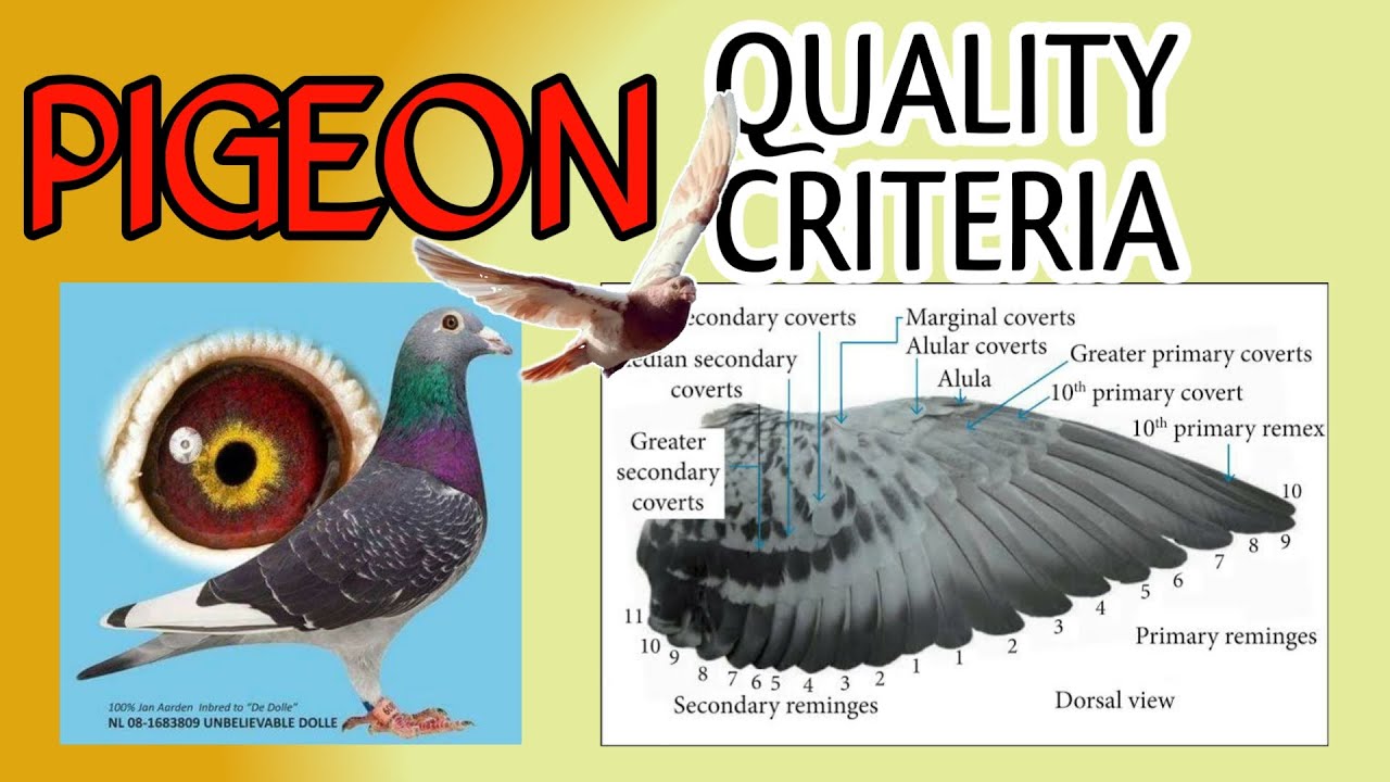 Racing Pigeon Kalapati Quality/Selection Criteria