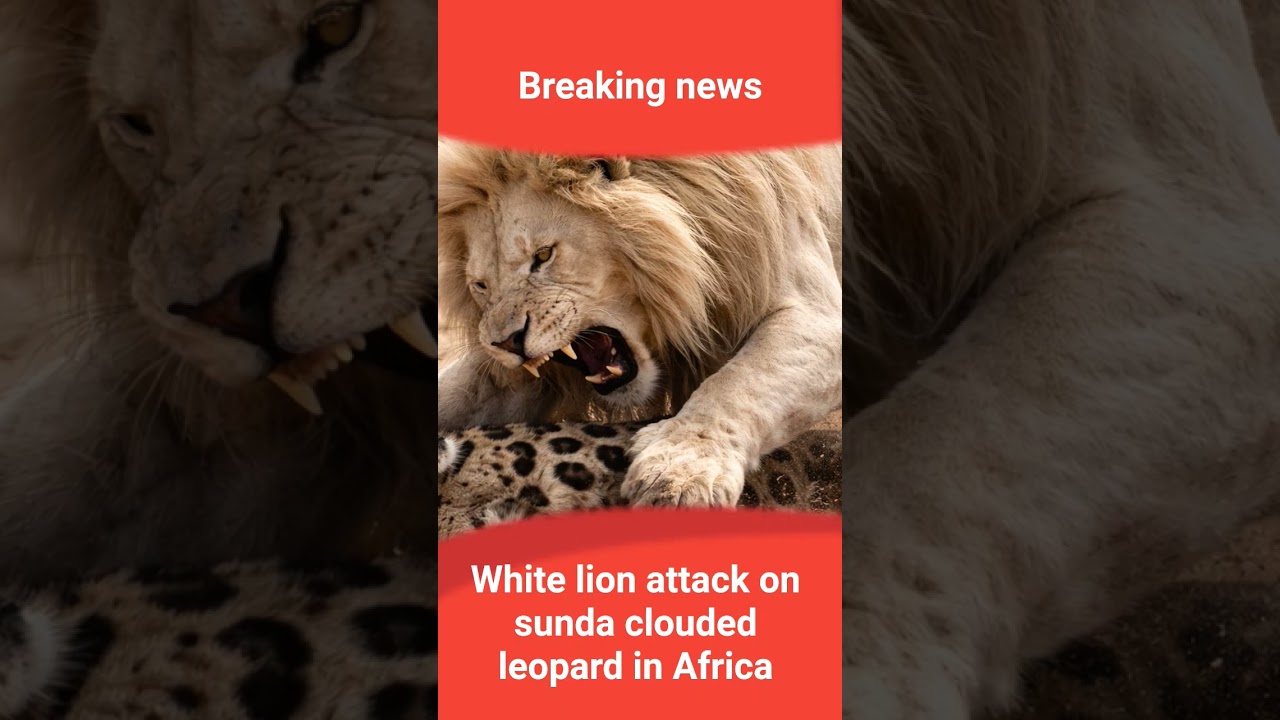 breaking news, white lion attack on sunda clouded leopard in Africa