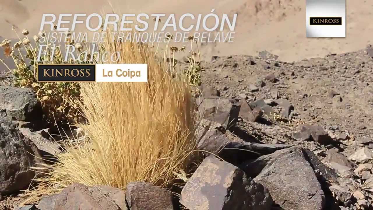 Programa de Reforestación de Tranque Relave Rahco - Kinross La Coipa