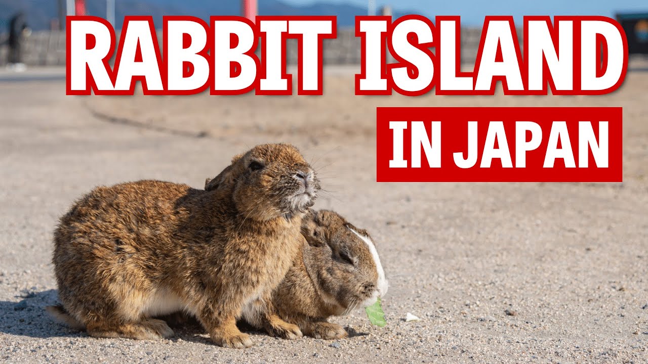 Visiting Okunoshima - Japan's Famous Rabbit Island