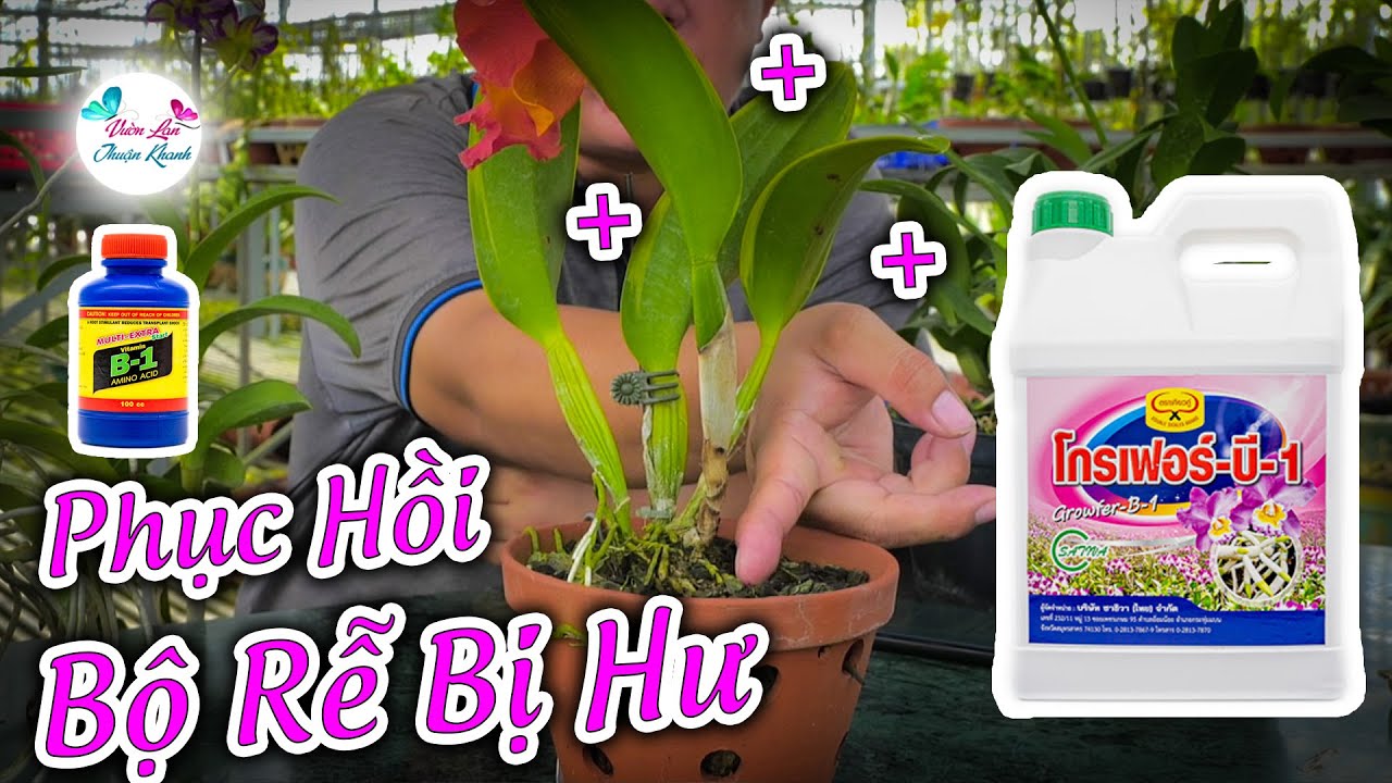 CÁCH KHẮC PHỤC KHI TRỒNG LAN KHÔNG RA RỄ ĐƠNG GIẢN