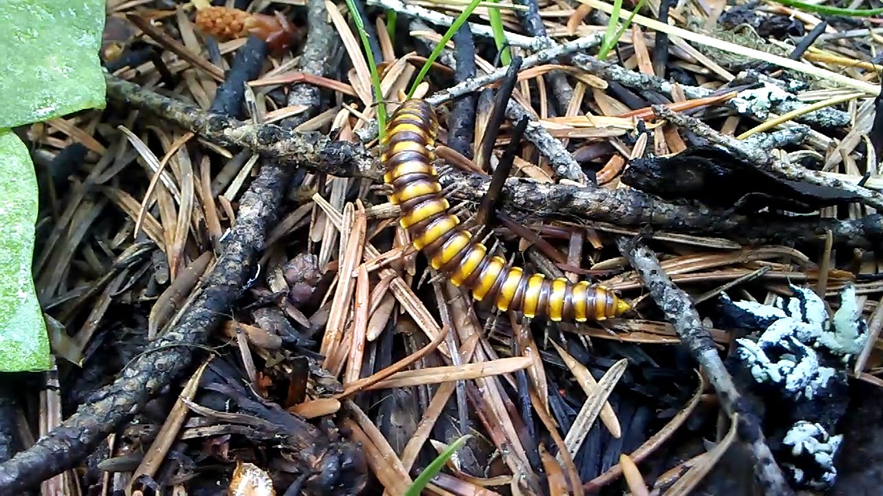 Forest Millipede - Montana Rockies