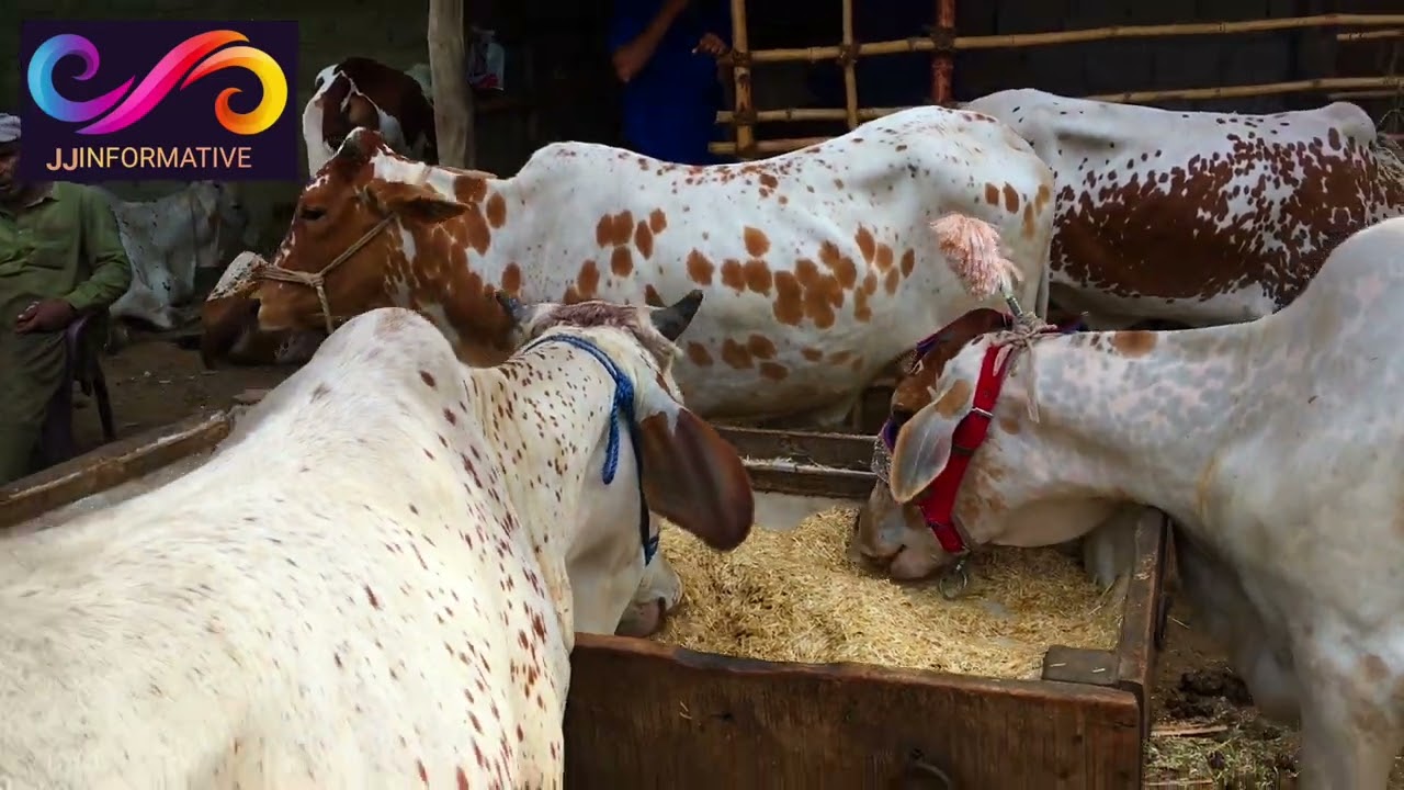 Bakra EID special cattle for sale at sultan sale point in kharadar
