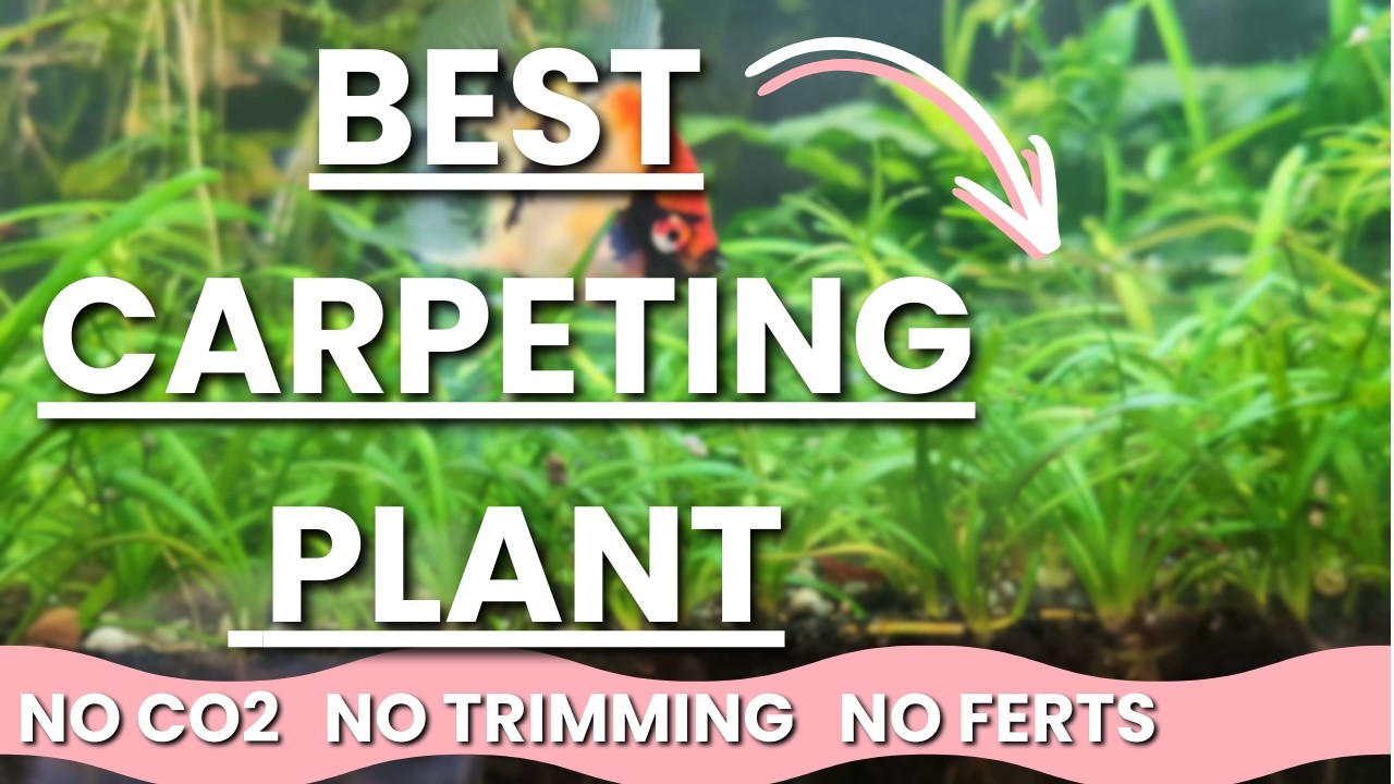 EASY CARPETING Plant for WALSTAD Method Low Tech Tanks