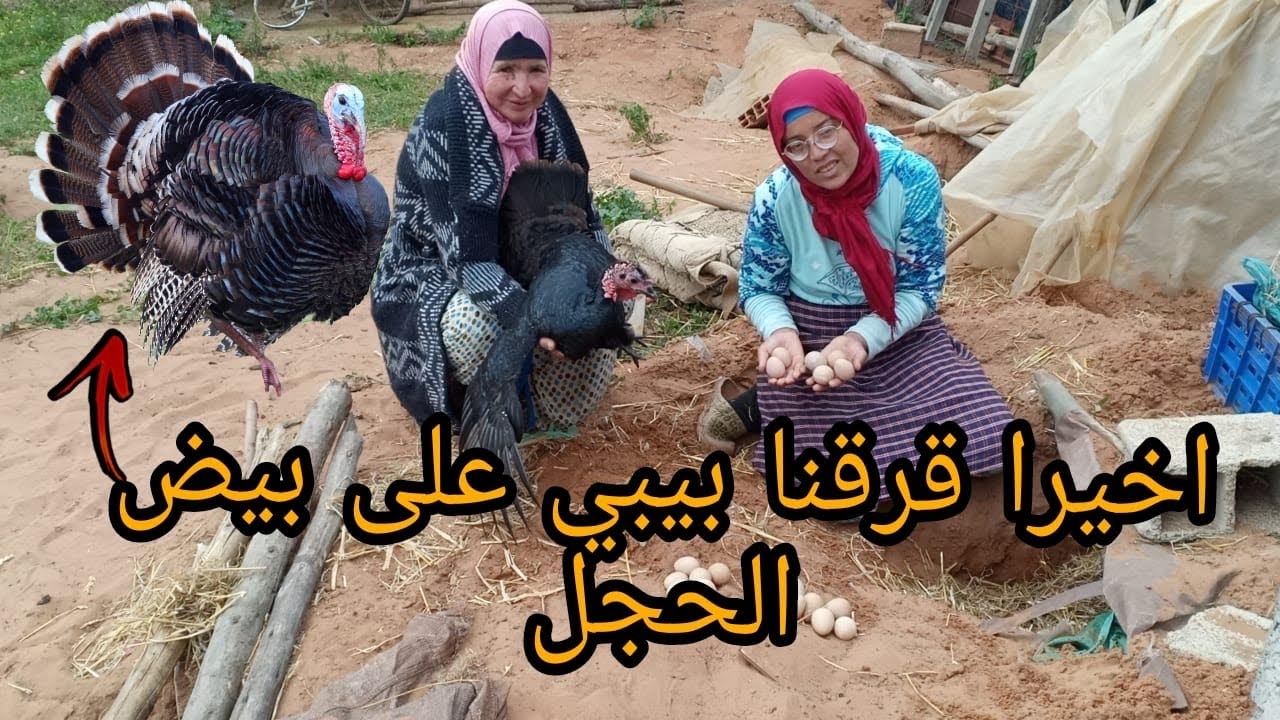 اخيرا شرينا بيض الحجل وقرقناه على البيبي البلدي شحال التمن ومنين شريناه تابعو التفاصيل مع سميرة