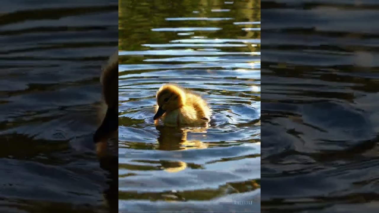 Duckling's Serene Swim #ducks #artificialintelligence #sora