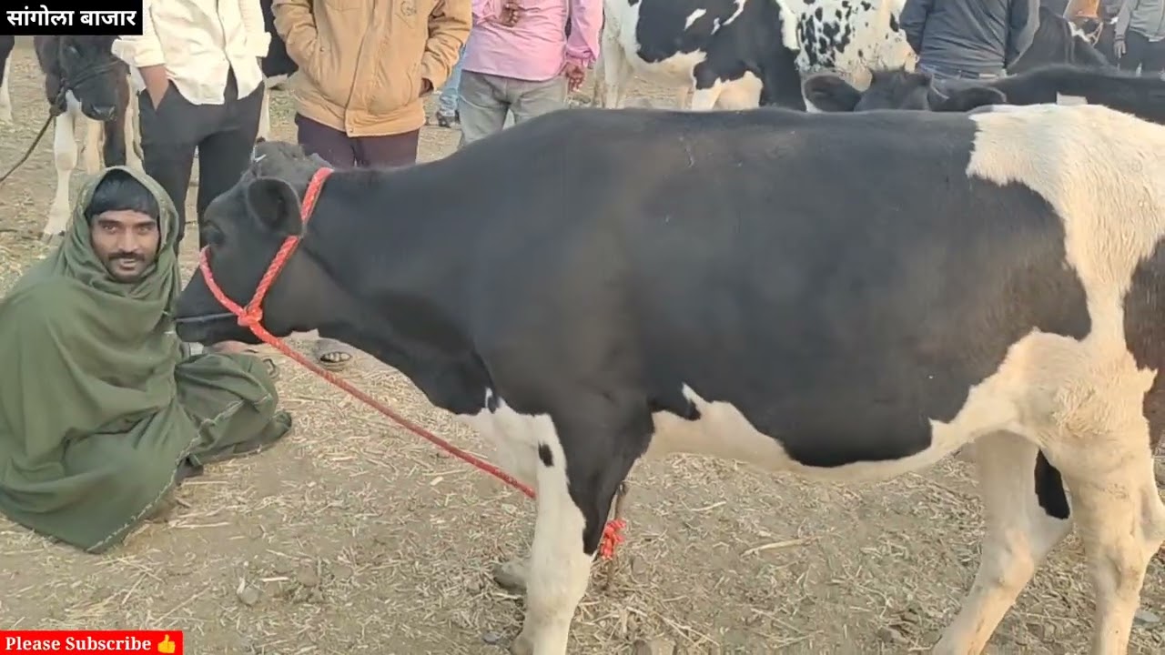 HF पाड्यांच्या किंमती झाल्या कमी सांगोला बाजार | HF Calf market Sangola