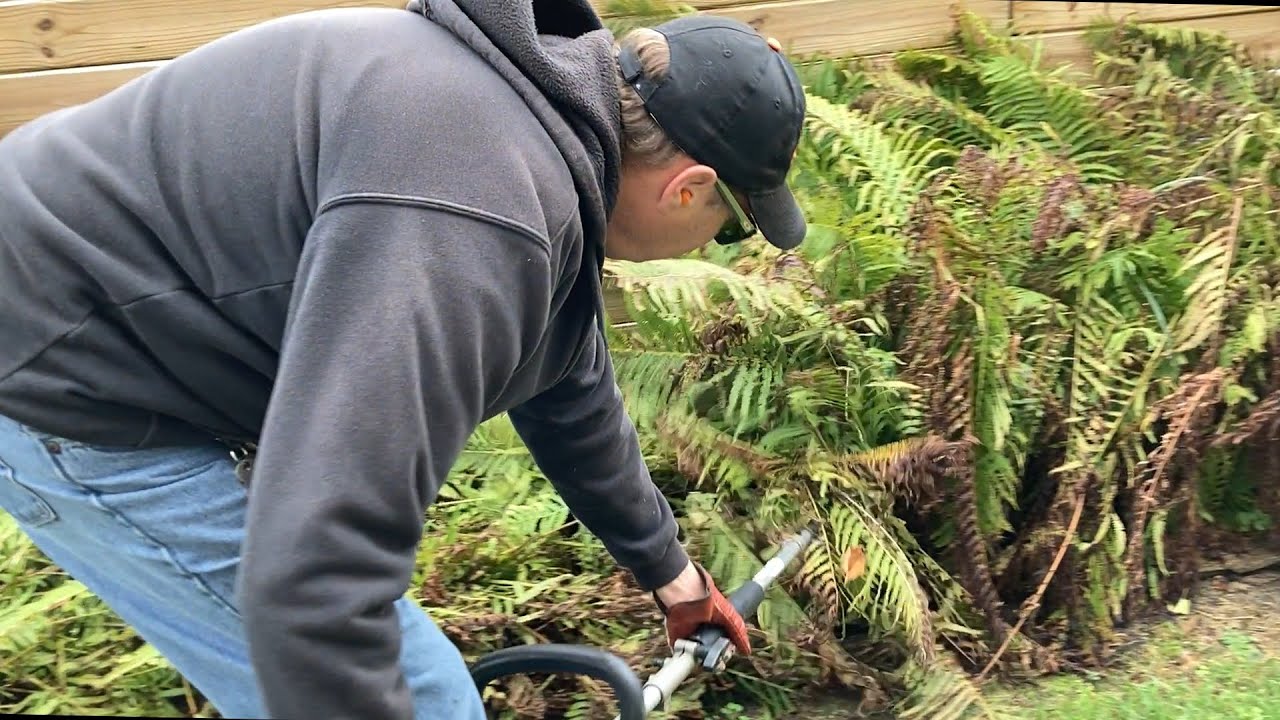Fall Fern Removal