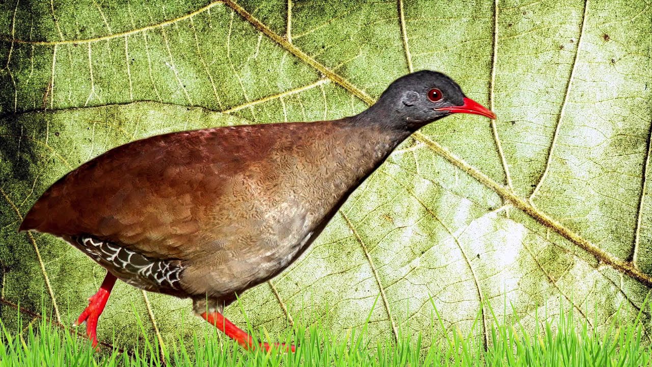 O Canto do Inhambu Choror&oacute;