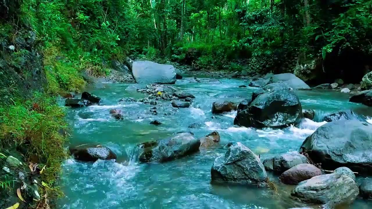 Forest Ambience, Peaceful Forest Stream, Nature Sounds for Calm and Inner Balance