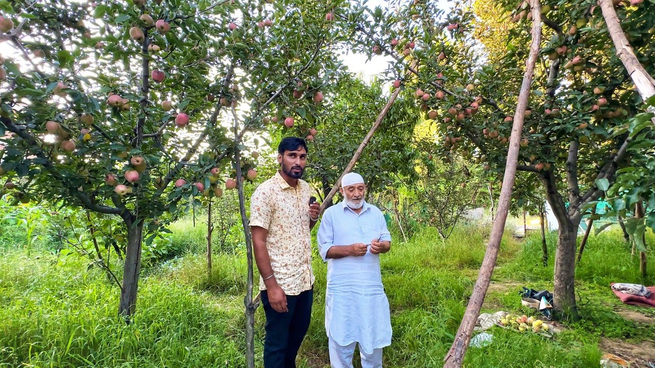 Apple 🍎 Garden Kashmir | सेव के बागान कश्मीर 🇮🇳