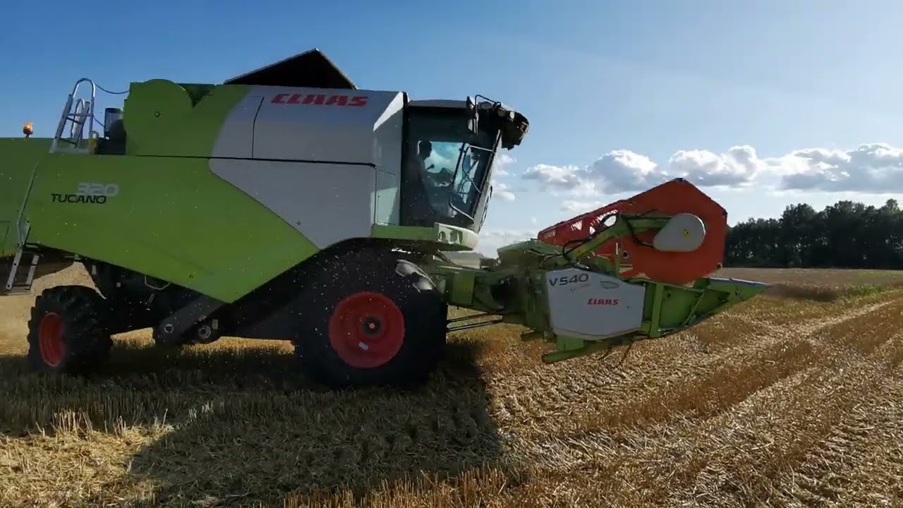 Wheat harvest 2025