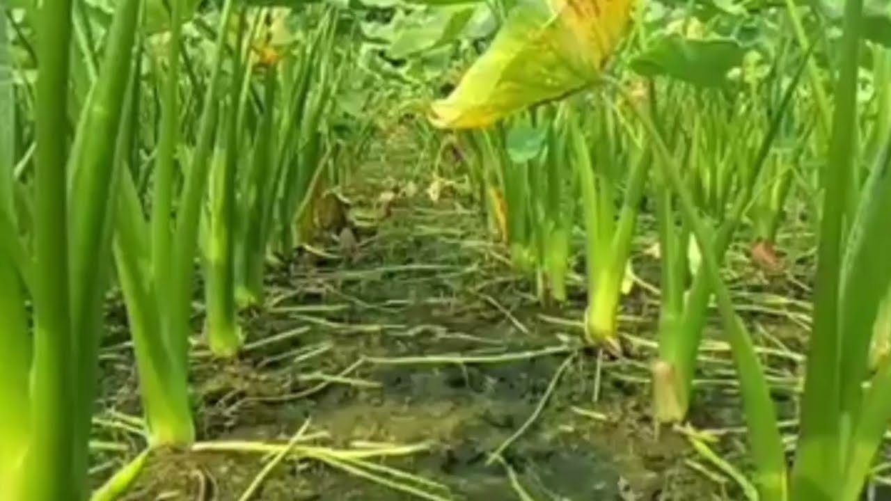 লতি কচু বাড়ির এক agricultureফসল বাংলাদেশের ভালোমানেরএকটি জাত এই জাত যদি আপনি চাষ করেনভালোহবেসিদ্দিক